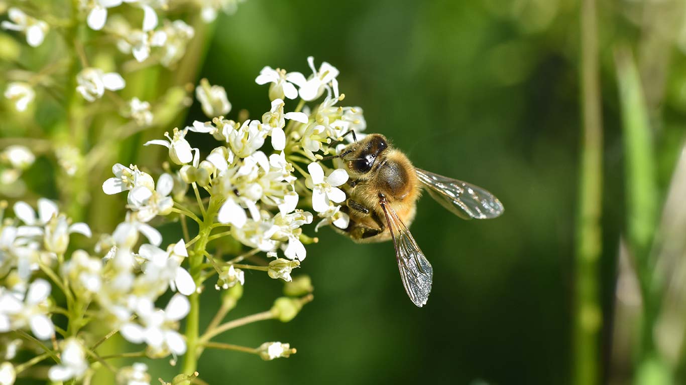 Vad du kan göra för att hjälpa bina